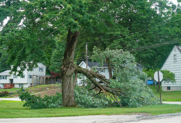 How Our Tree Care Process Works  in  Castleton On Hudson, NY