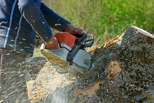 Best Tree Mulching  in Castleton On Hudson, NY
